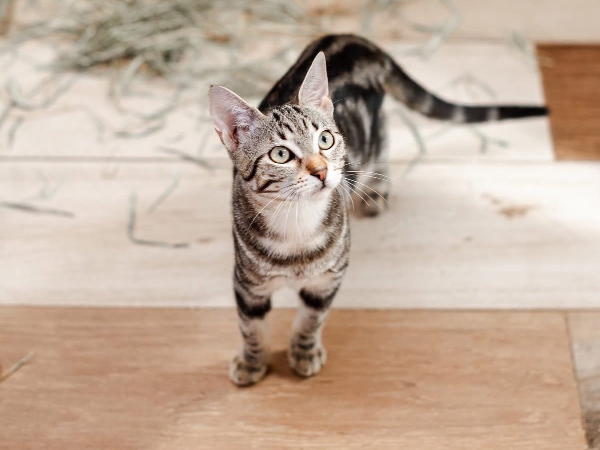 Adotta un gatto, femmina, 4 mesi, Bari