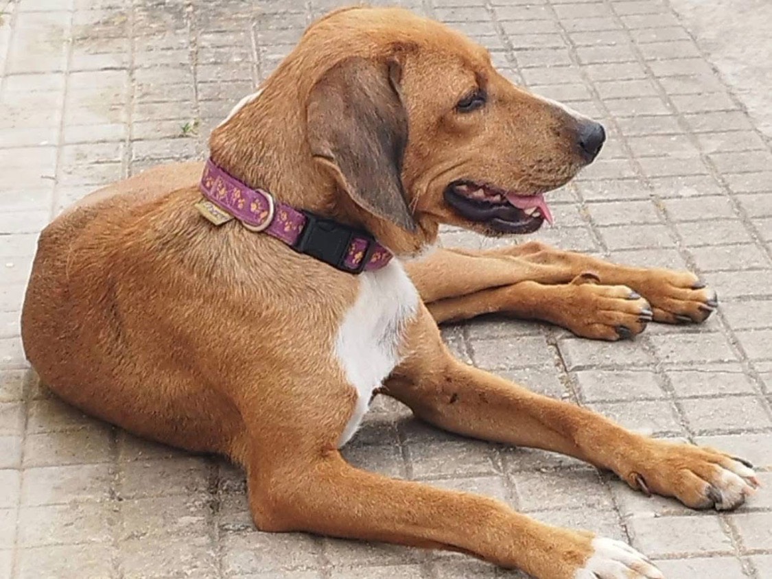 Vuoi adottare un cane a Vibo?