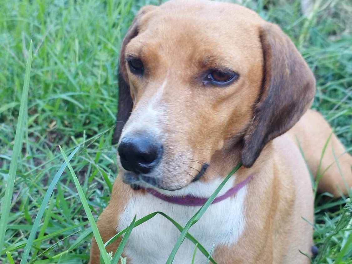 Adotta il cane Stella a Vibo