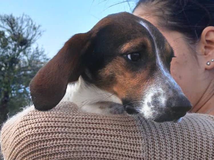 Adozione cane, maschio, Razza sconosciuta Razza sconosciuta, 1 anno e 9 mesi, taglia piccola, Padova