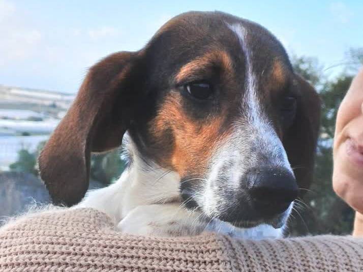 Adotta un cane, maschio, 1 anno e 9 mesi, Padova