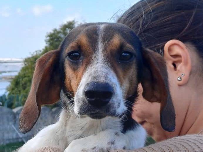 Adotta un cane, taglia piccola, maschio, Padova