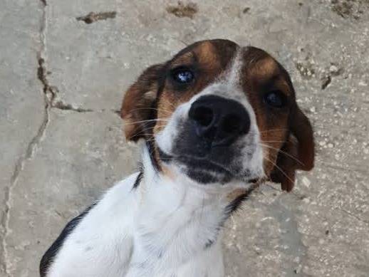 Vuoi adottare un cane a Padova?