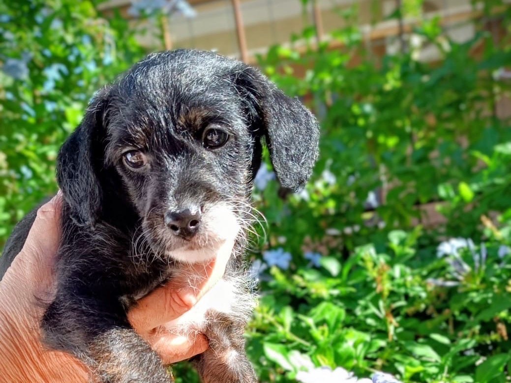 Adozione cane, maschio, Razza sconosciuta Razza sconosciuta, 4 mesi, taglia piccola, Roma