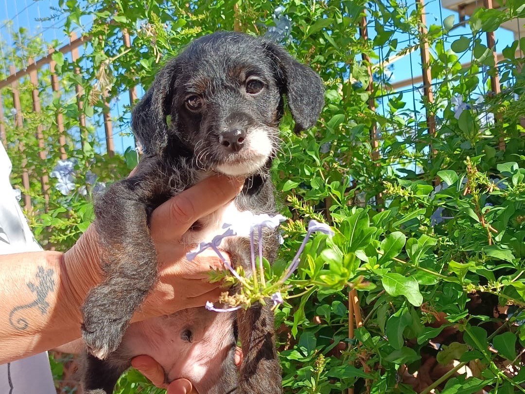 Adotta un cane, maschio, 4 mesi, Roma