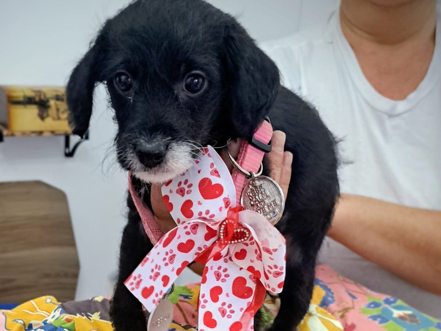 Adotta un cane, taglia piccola, maschio, Roma