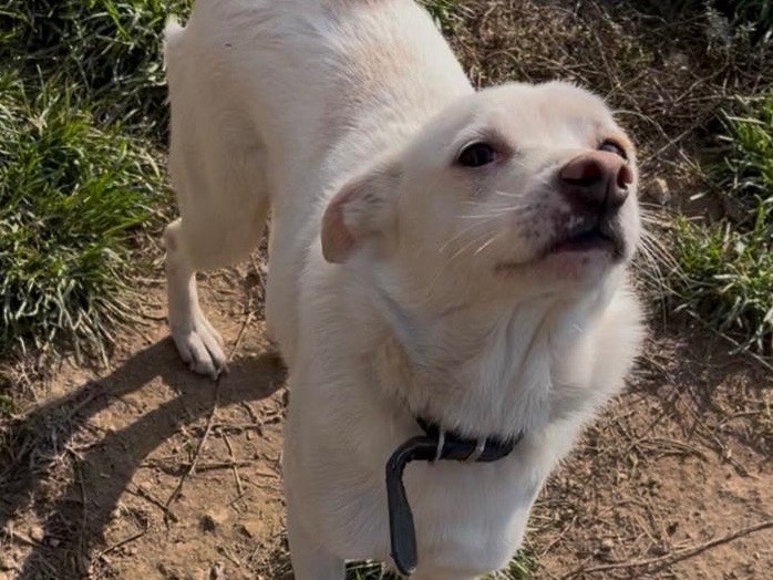Adozione cane, maschio, Razza sconosciuta Razza sconosciuta, 3 anni e 4 mesi, taglia piccola, Savona