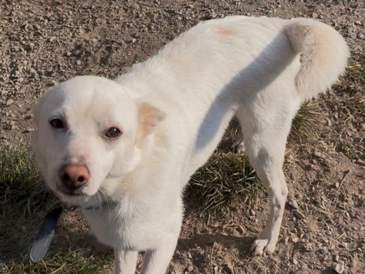 Adotta un cane, maschio, 3 anni e 4 mesi, Savona