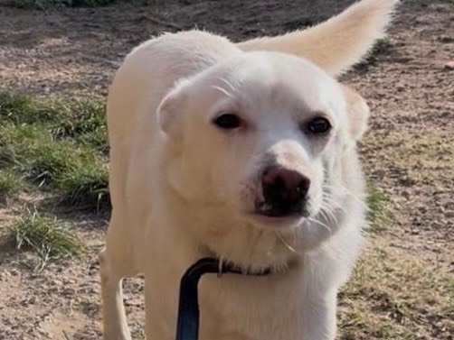 Adotta un cane, taglia piccola, maschio, Savona