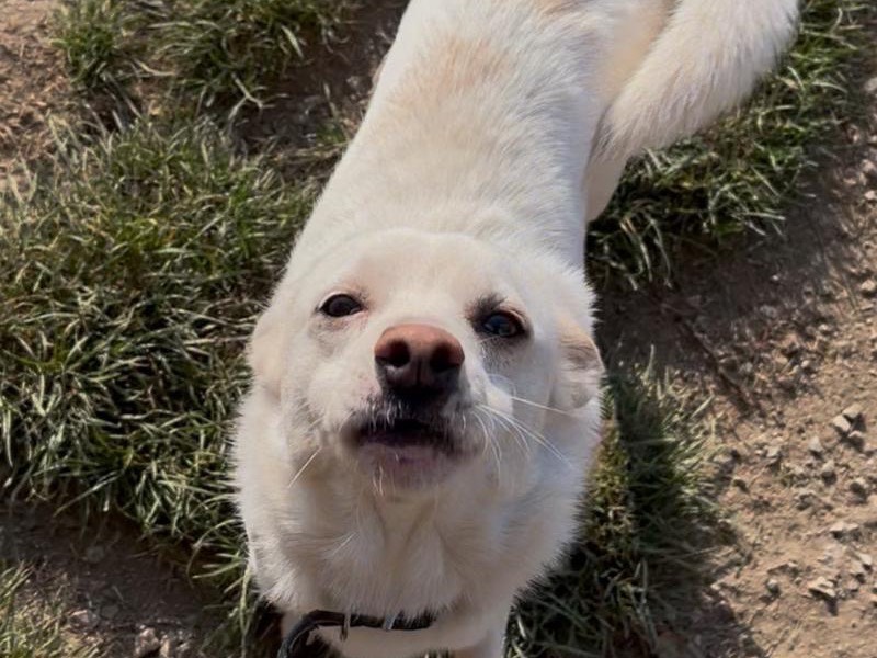 Vuoi adottare un cane a Savona?