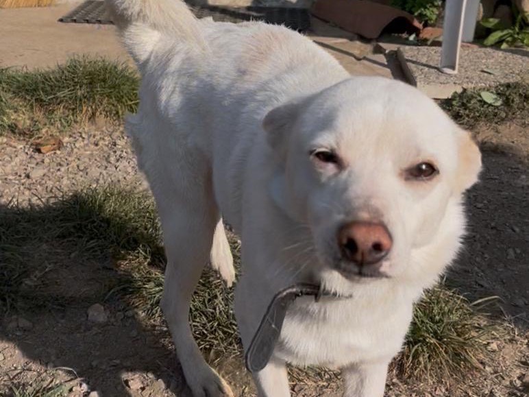 Adotta il cane Rino a Savona