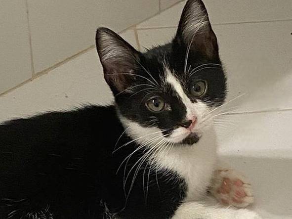 Adozione gatto, maschio, Razza sconosciuta Razza sconosciuta, 3 mesi, taglia non valida, Torino