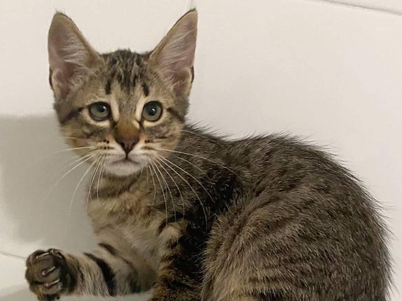 Adozione gatto, maschio, Razza sconosciuta Razza sconosciuta, 3 mesi, taglia non valida, Torino
