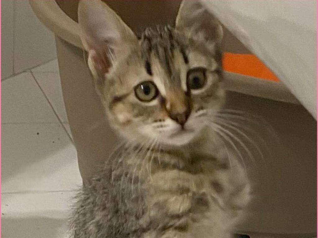 Adozione gatto, femmina, Razza sconosciuta Razza sconosciuta, 3 mesi, taglia non valida, Torino