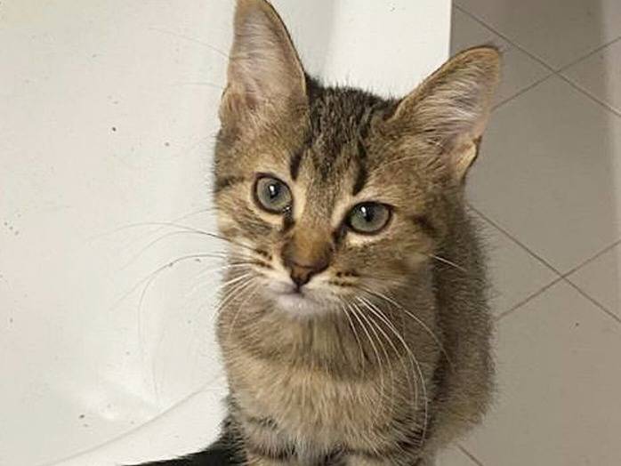 Adozione gatto, maschio, Razza sconosciuta Razza sconosciuta, 3 mesi, taglia non valida, Torino
