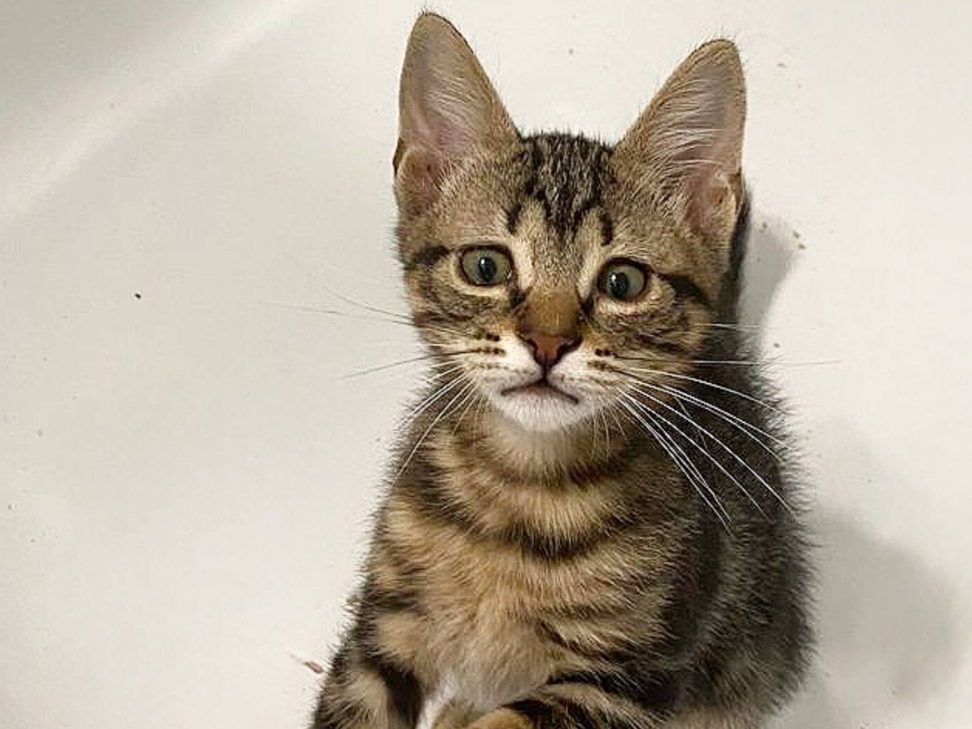 Adozione gatto, femmina, Razza sconosciuta Razza sconosciuta, 3 mesi, taglia non valida, Torino