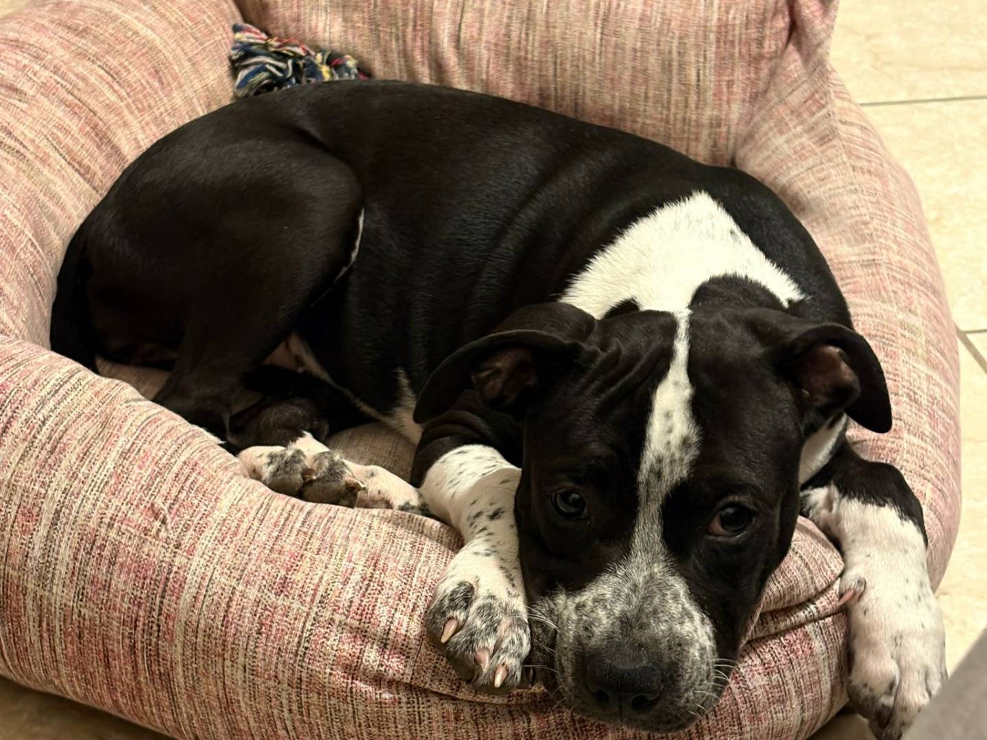 Adozione cane, femmina, Pitbull Razza sconosciuta, 4 mesi, taglia media, Terni