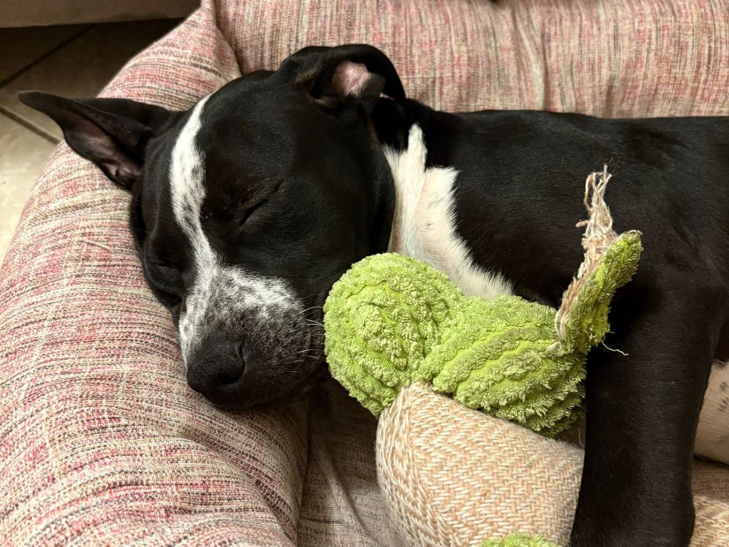 Adotta un cane, femmina, 4 mesi, Terni
