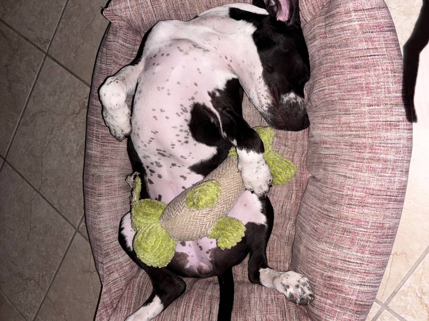 Adotta un cane, taglia media, femmina, Terni