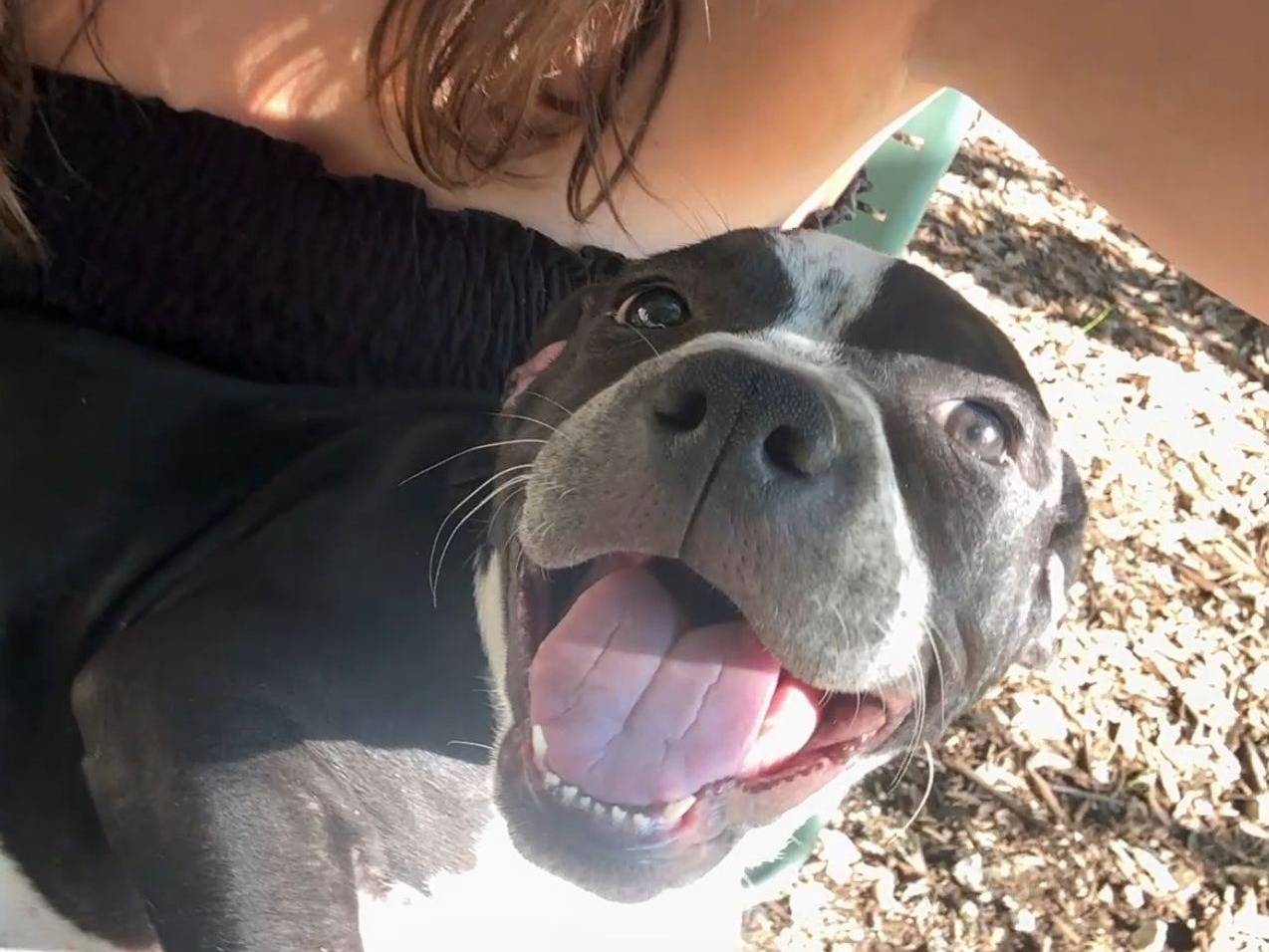 Vuoi adottare un cane a Terni?