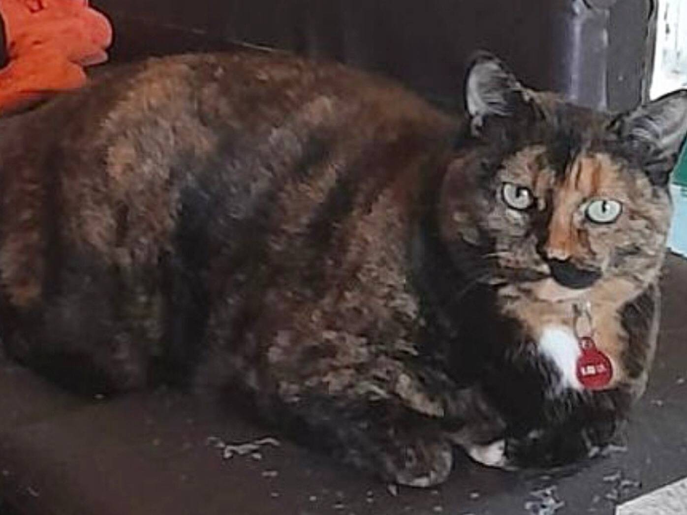 Adozione gatto, femmina, Razza sconosciuta Razza sconosciuta, 5 anni e 1 mese, taglia non valida, Torino