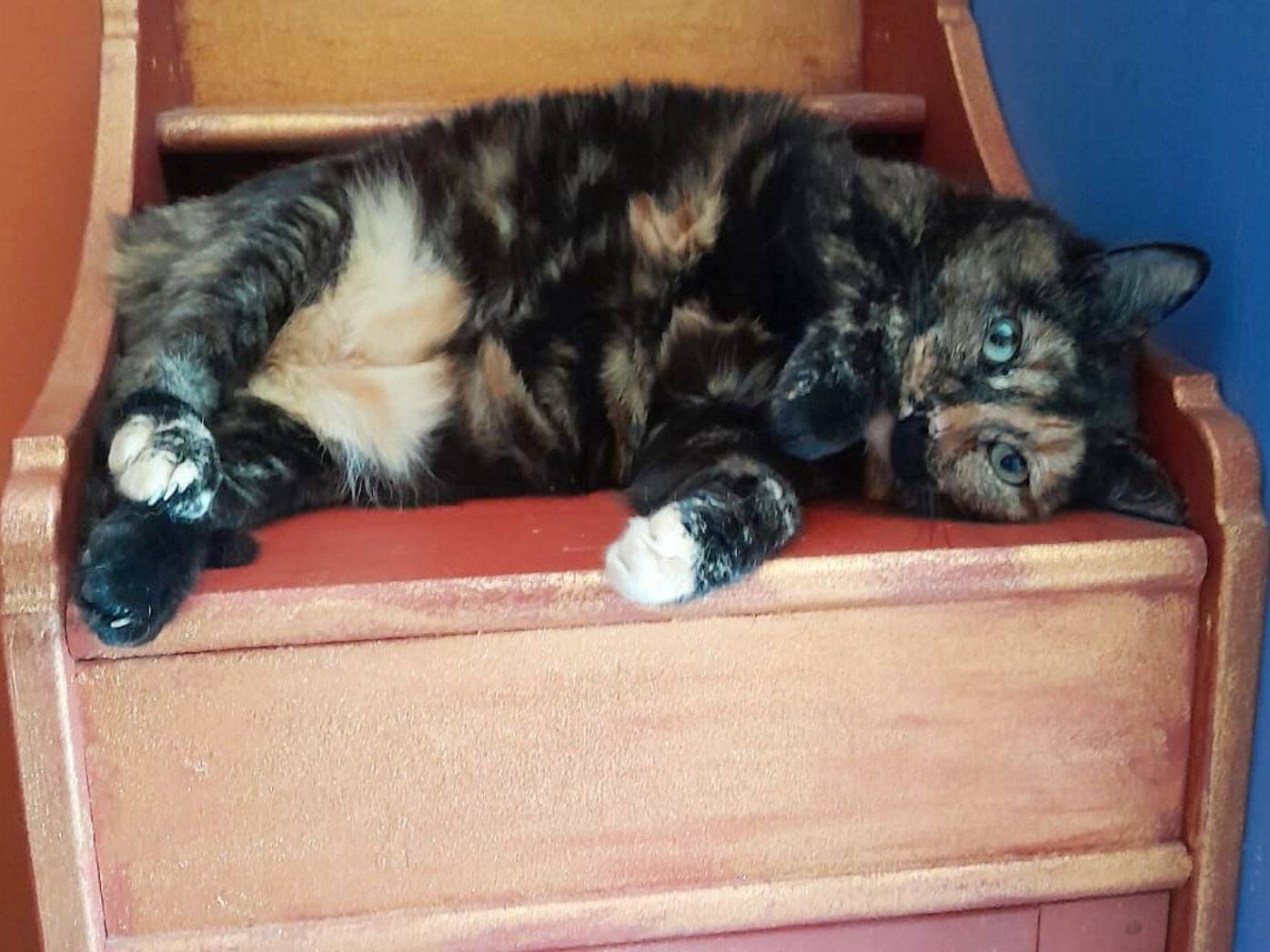 Adotta un gatto, femmina, 5 anni e 1 mese, Torino