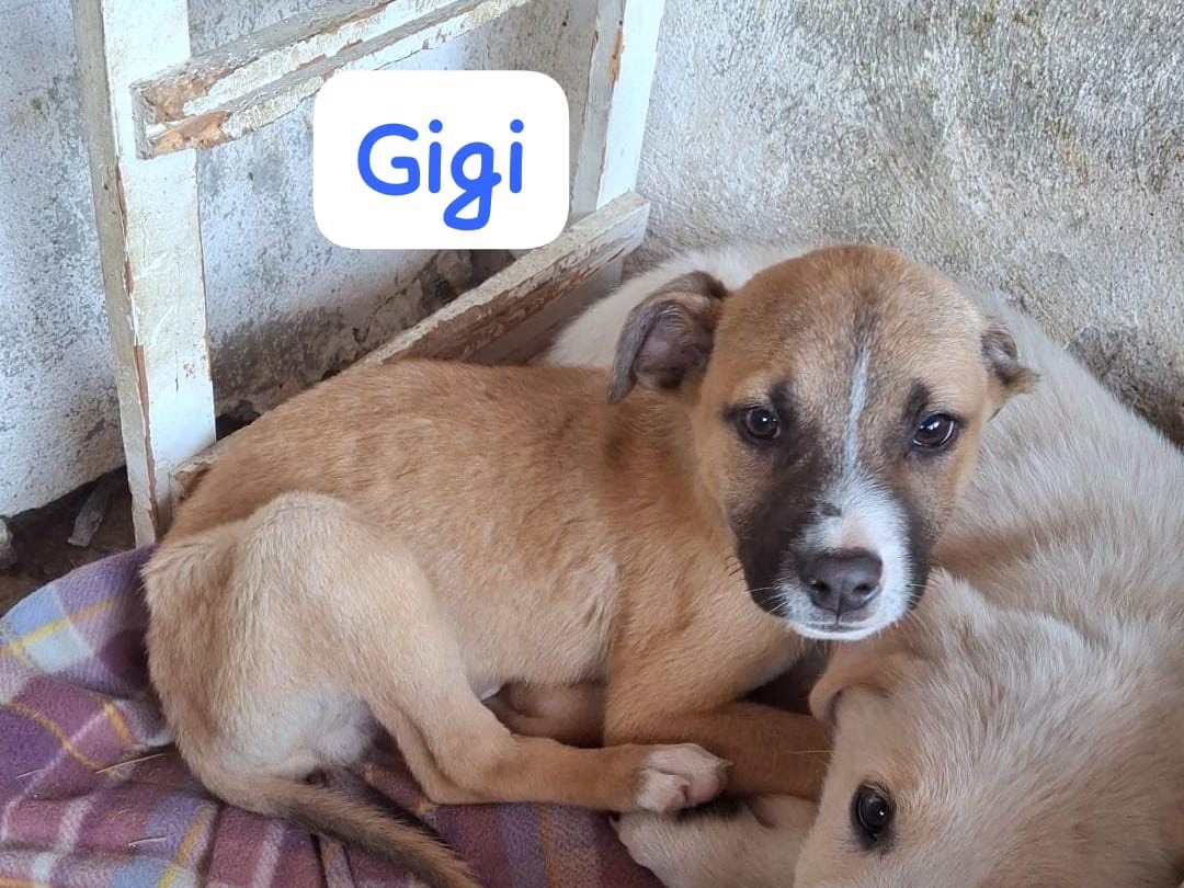 Adozione cane, maschio, Razza sconosciuta Razza sconosciuta, 3 mesi, taglia media, Cosenza