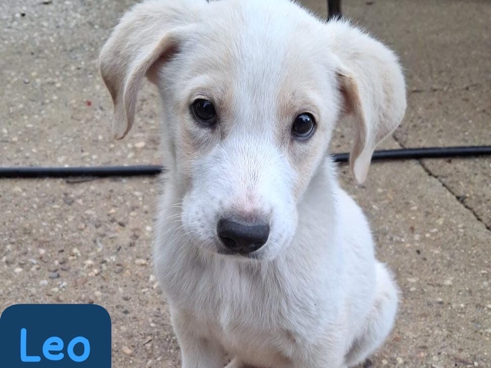Adozione cane, maschio, Razza sconosciuta Razza sconosciuta, 3 mesi, taglia media, Cosenza