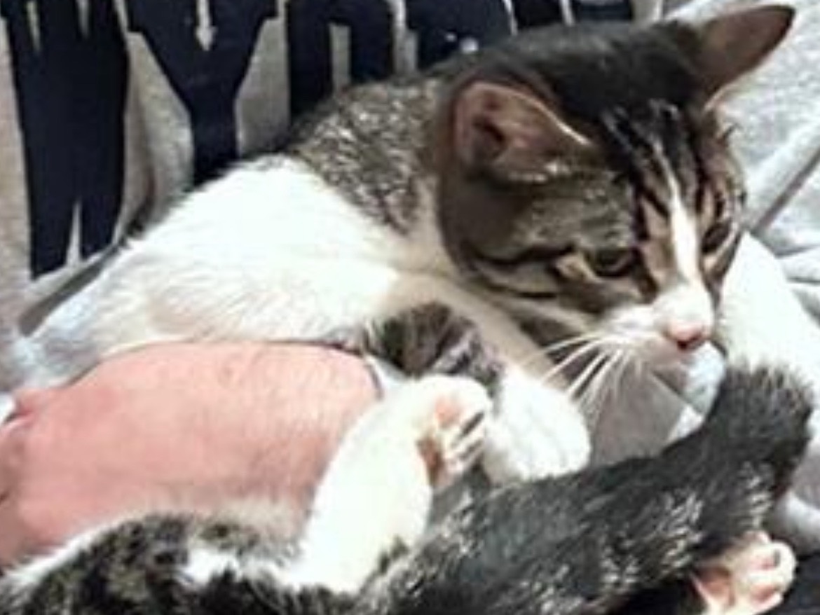 Adozione gatto, maschio, Razza sconosciuta Razza sconosciuta, 1 anno e 6 mesi, taglia non valida, Bari