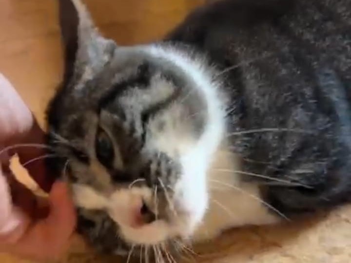 Adotta un gatto, maschio, 1 anno e 6 mesi, Bari