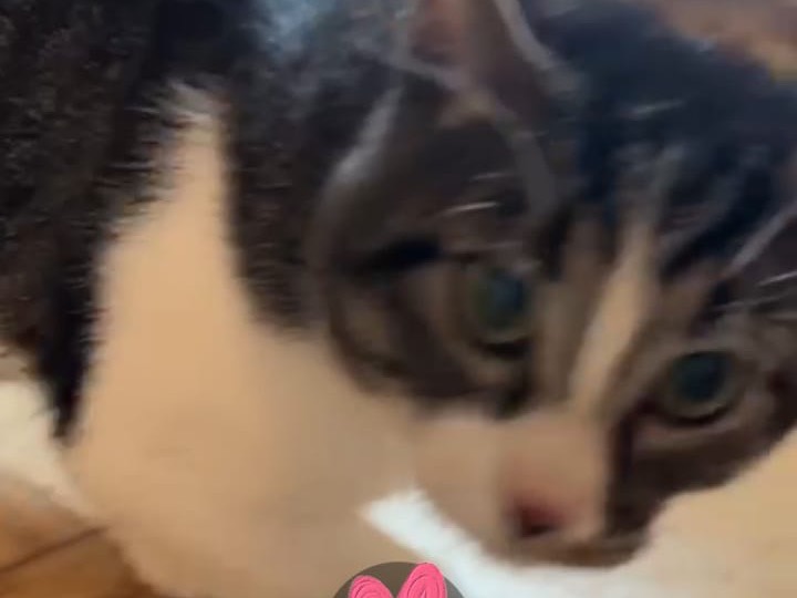 Adotta un gatto, taglia non valida, maschio, Bari