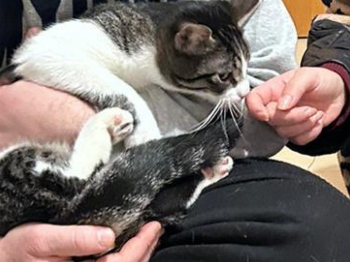 Vuoi adottare un gatto a Bari?