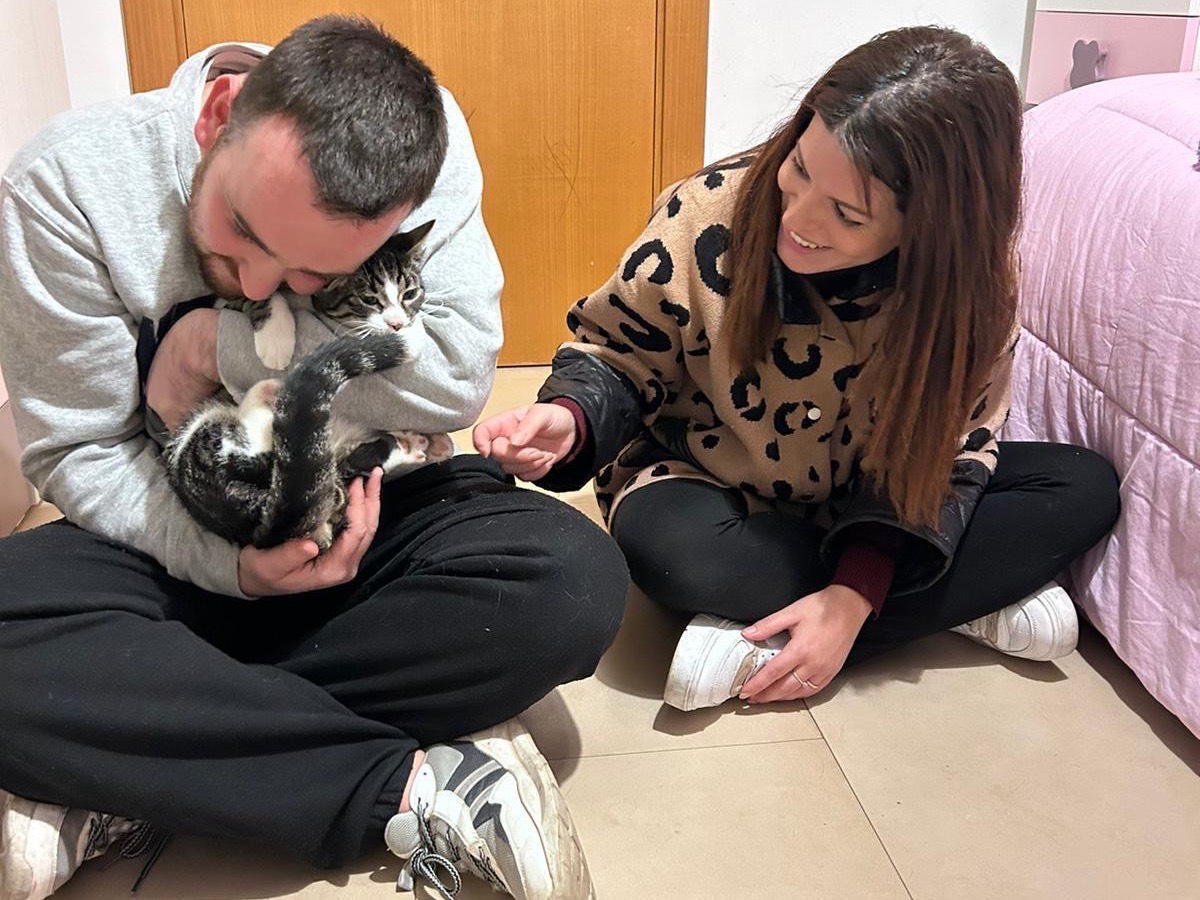 Adotta il gatto Enny  a Bari