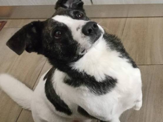 Adozione cane, femmina, Razza sconosciuta Razza sconosciuta, 2 anni e 2 mesi, taglia media contenuta, Nuoro