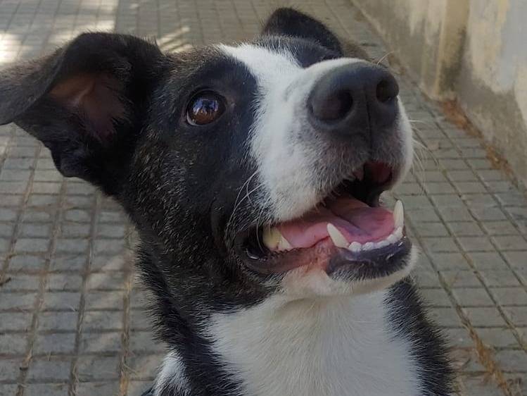 Adotta un cane, femmina, 2 anni e 2 mesi, Nuoro