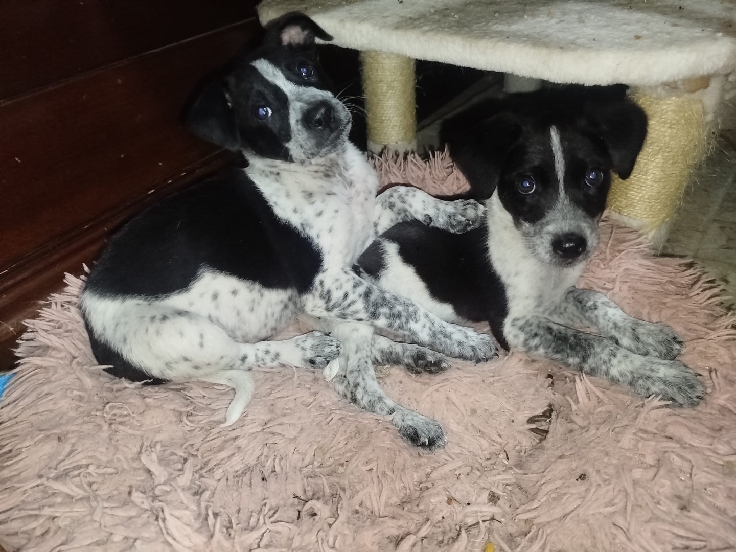 Adozione cane, maschio, Razza sconosciuta Razza sconosciuta, 2 mesi, taglia media, Cosenza
