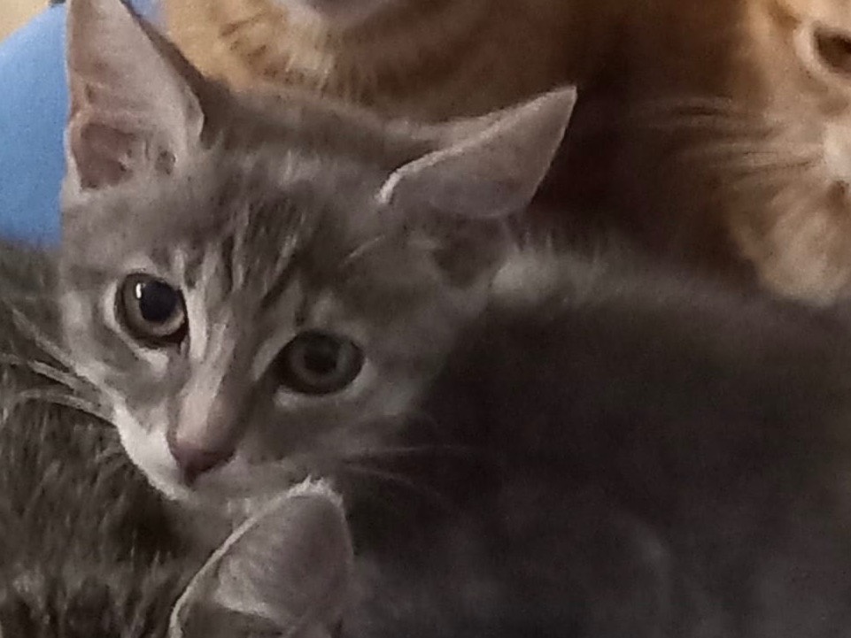 Adozione gatto, femmina, Razza sconosciuta Razza sconosciuta, 3 mesi, taglia non valida, Napoli