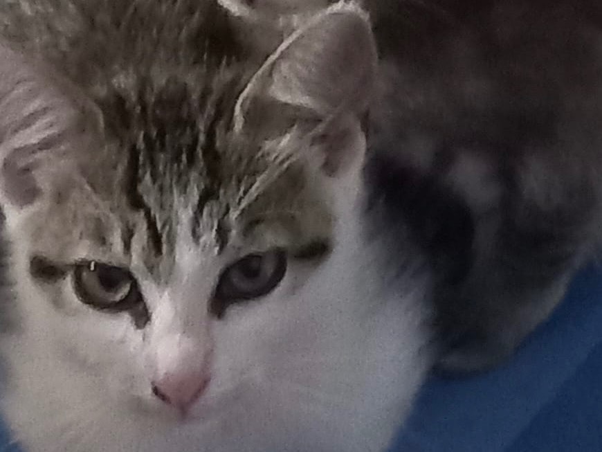 Adozione gatto, femmina, Razza sconosciuta Razza sconosciuta, 3 mesi, taglia non valida, Napoli