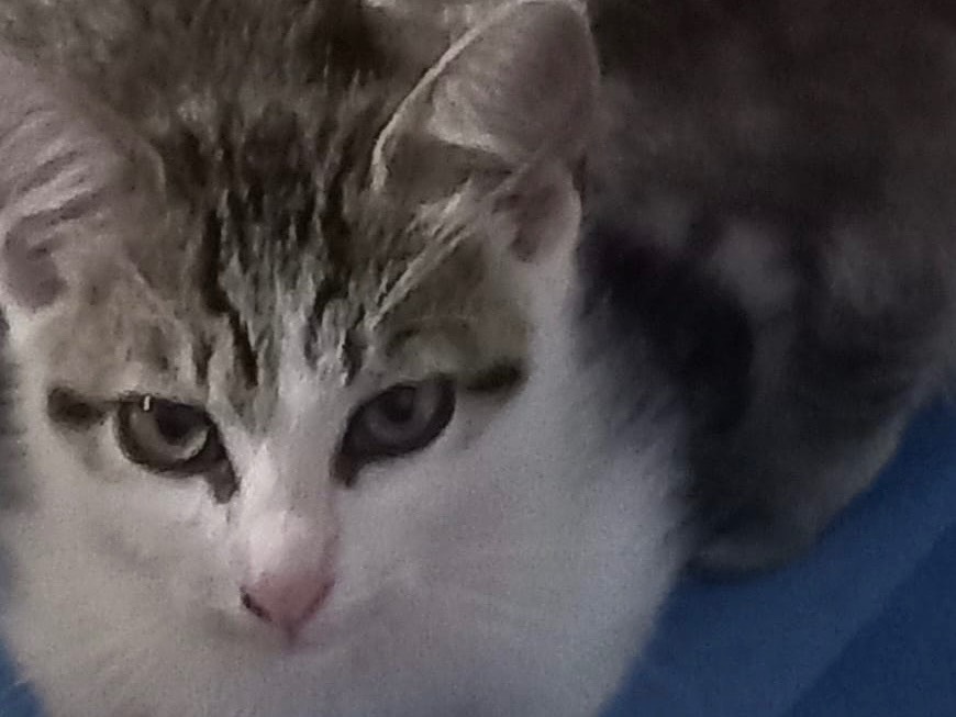 Adotta un gatto, femmina, 3 mesi, Napoli