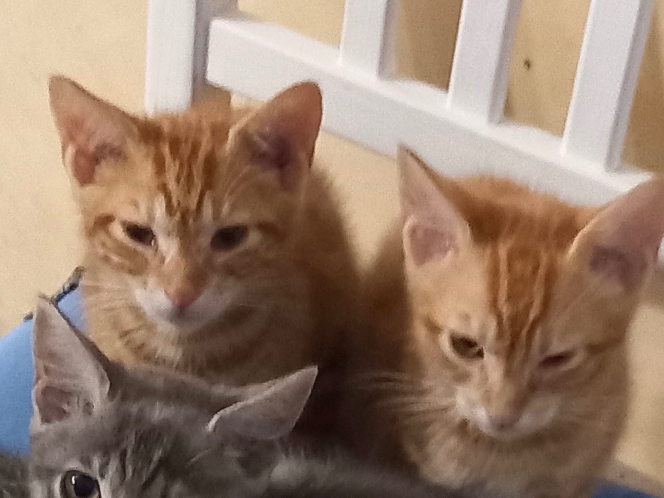 Adozione gatto, maschio, Razza sconosciuta Razza sconosciuta, 3 mesi, taglia non valida, Napoli