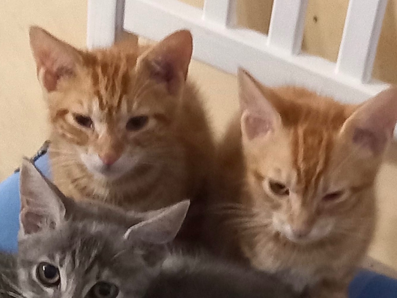 Adozione gatto, maschio, Razza sconosciuta Razza sconosciuta, 3 mesi, taglia non valida, Cosenza