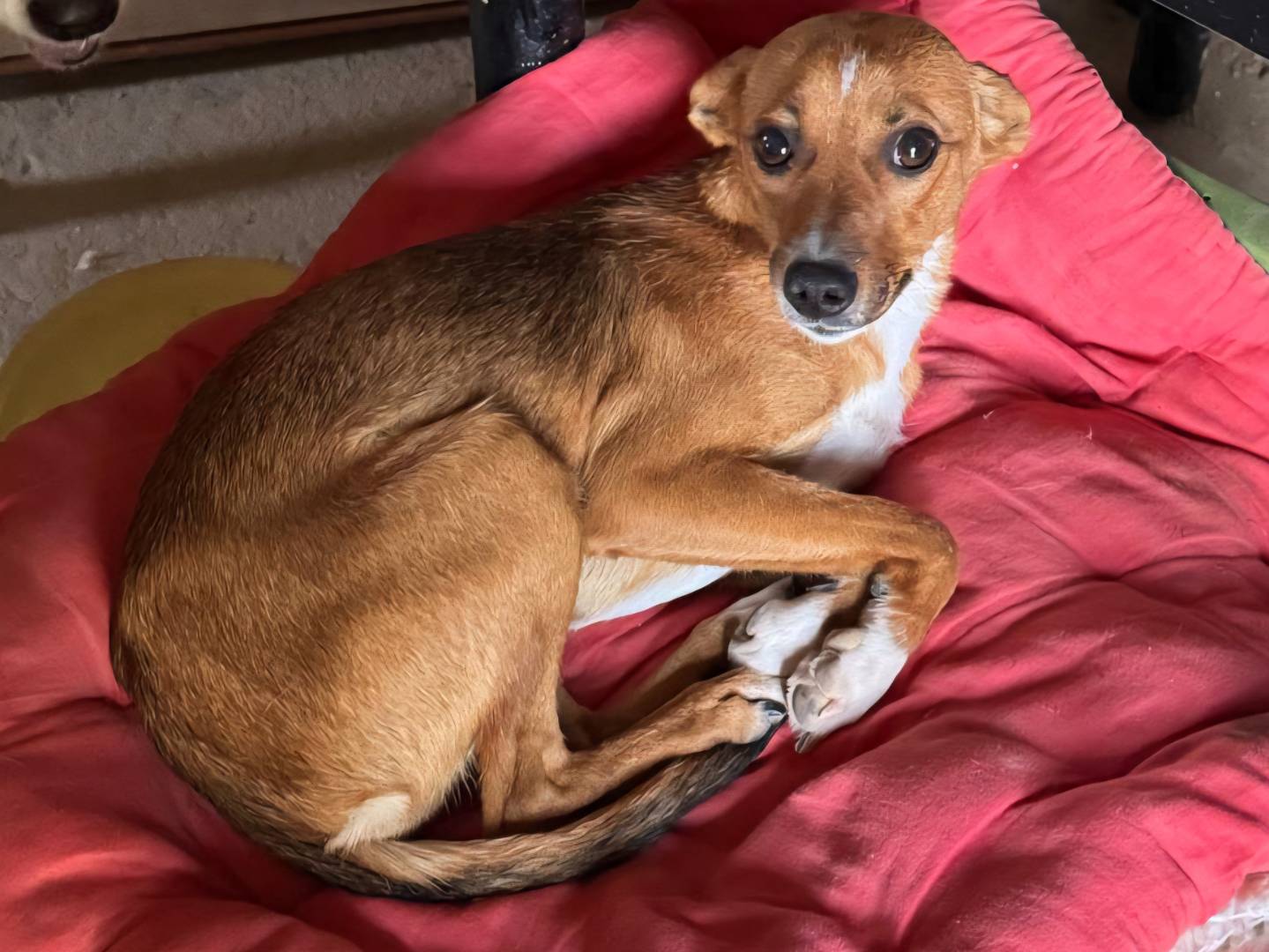 Adozione cane, femmina, Razza sconosciuta Razza sconosciuta, 1 anno e 1 mese, taglia piccola, Teramo