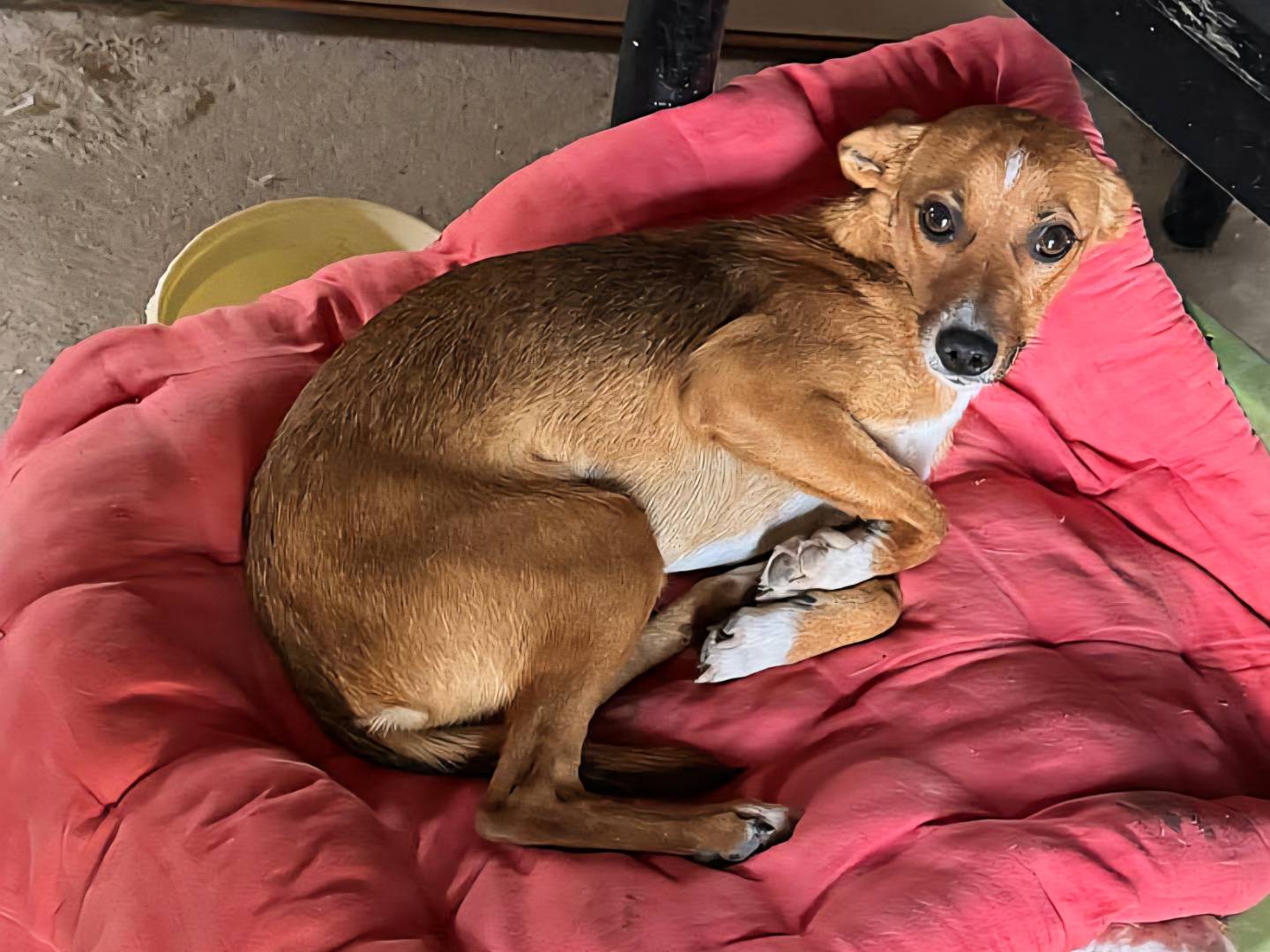 Adotta un cane, femmina, 1 anno e 1 mese, Teramo