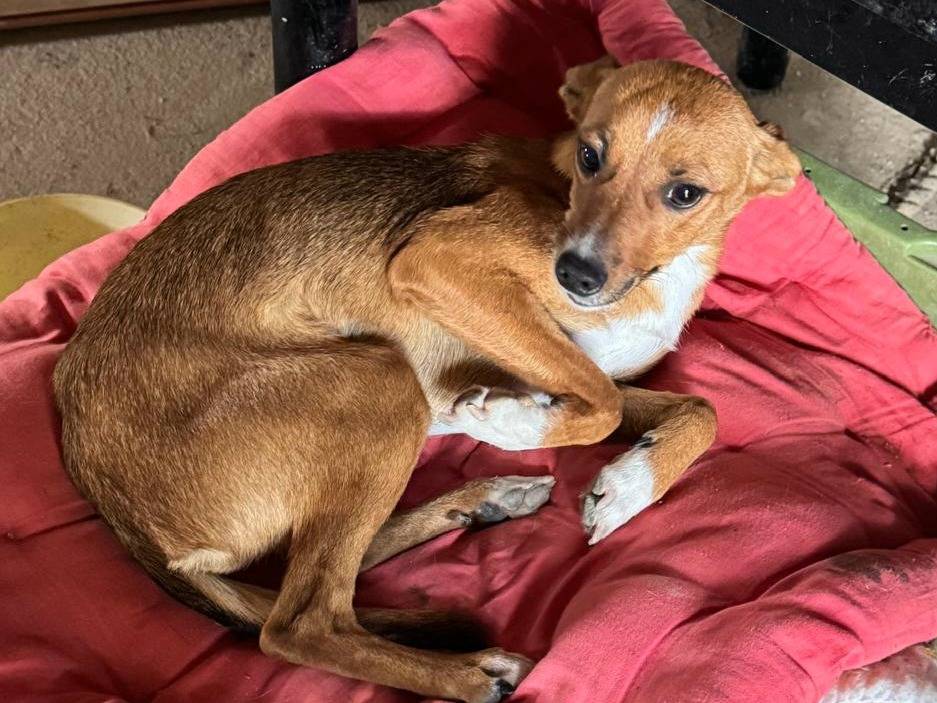 Adotta un cane, taglia piccola, femmina, Teramo