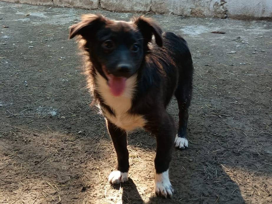 Adotta un cane, maschio, 6 mesi, Caserta