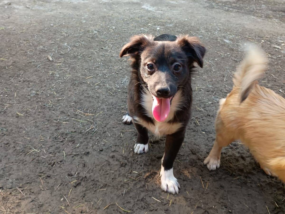 Adotta un cane, taglia piccola, maschio, Caserta