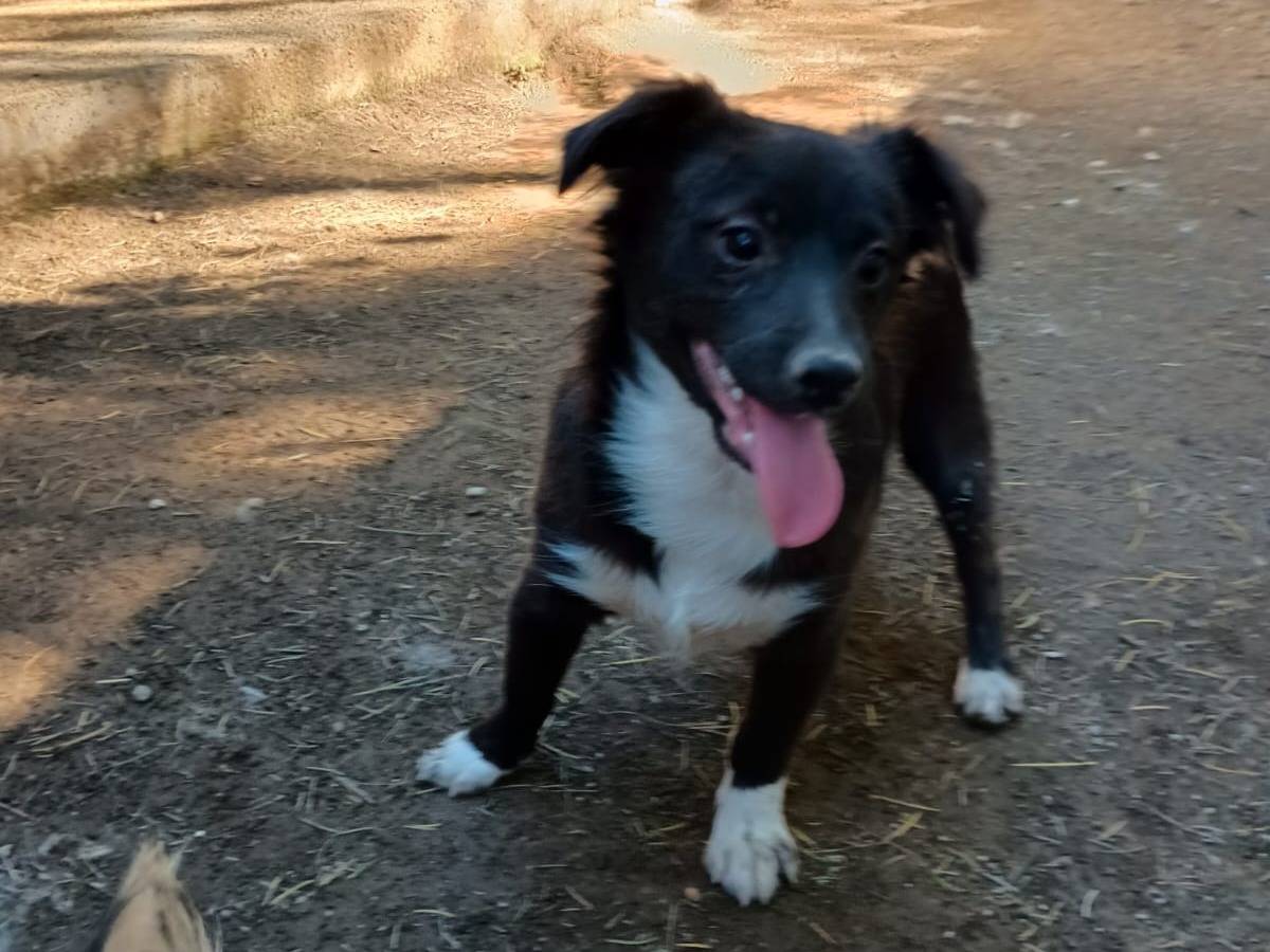 Vuoi adottare un cane a Caserta?