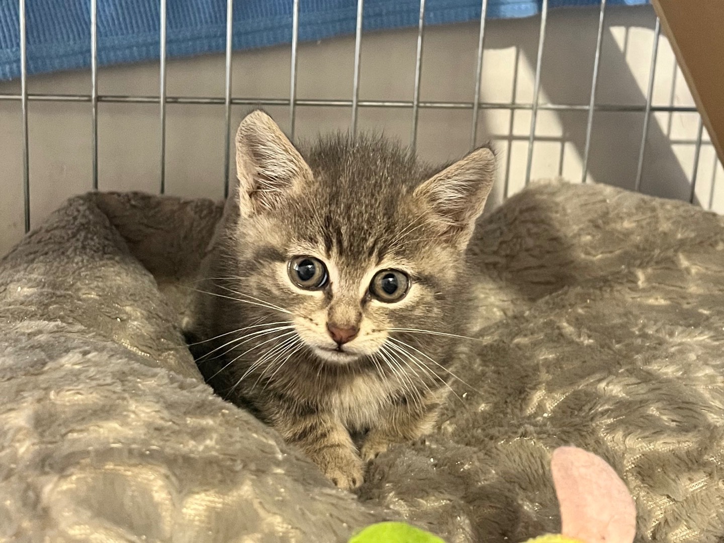 Adozione gatto, maschio, Razza sconosciuta Razza sconosciuta, 3 mesi, taglia non valida, Padova