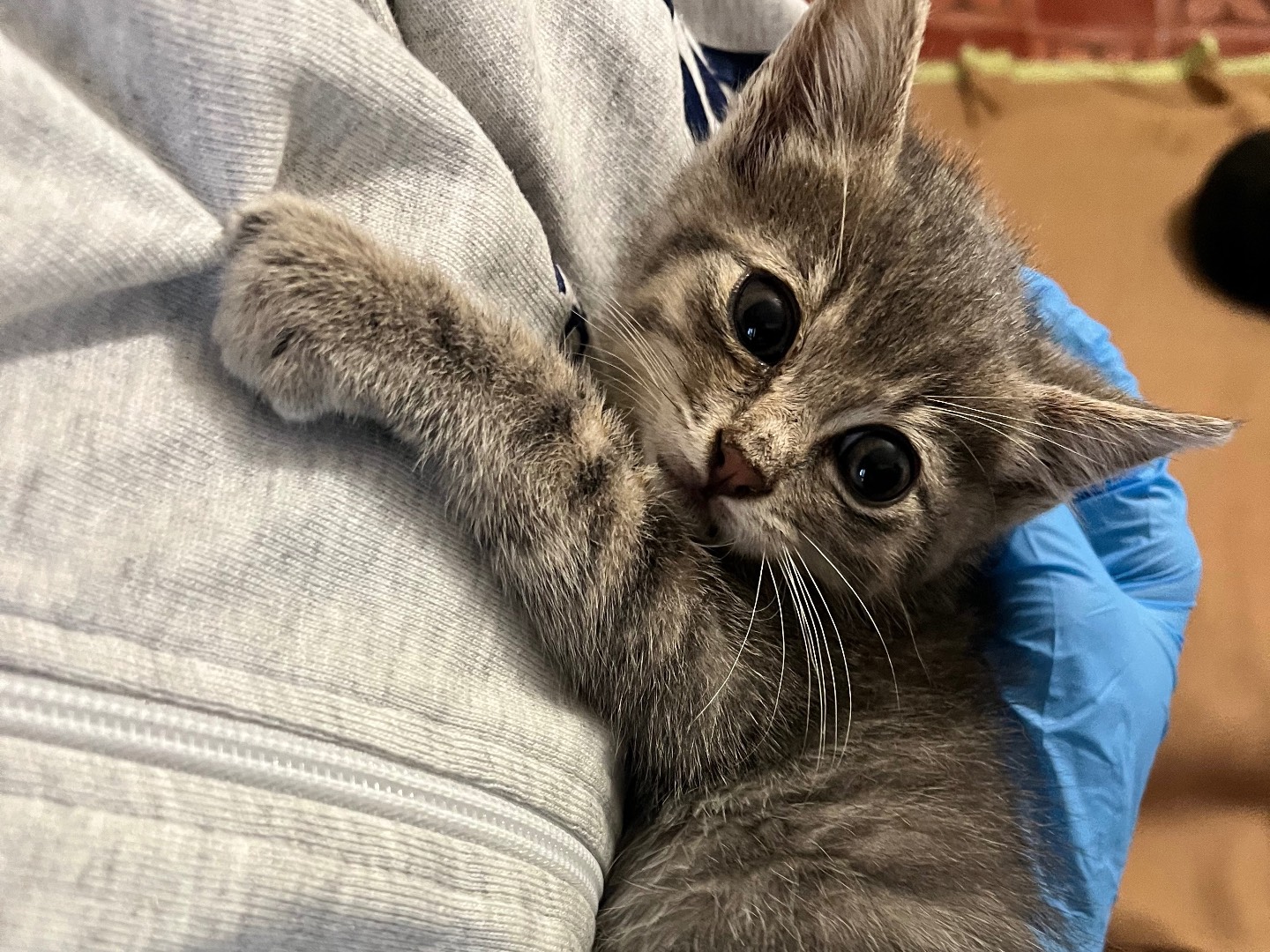 Adotta un gatto, maschio, 3 mesi, Padova