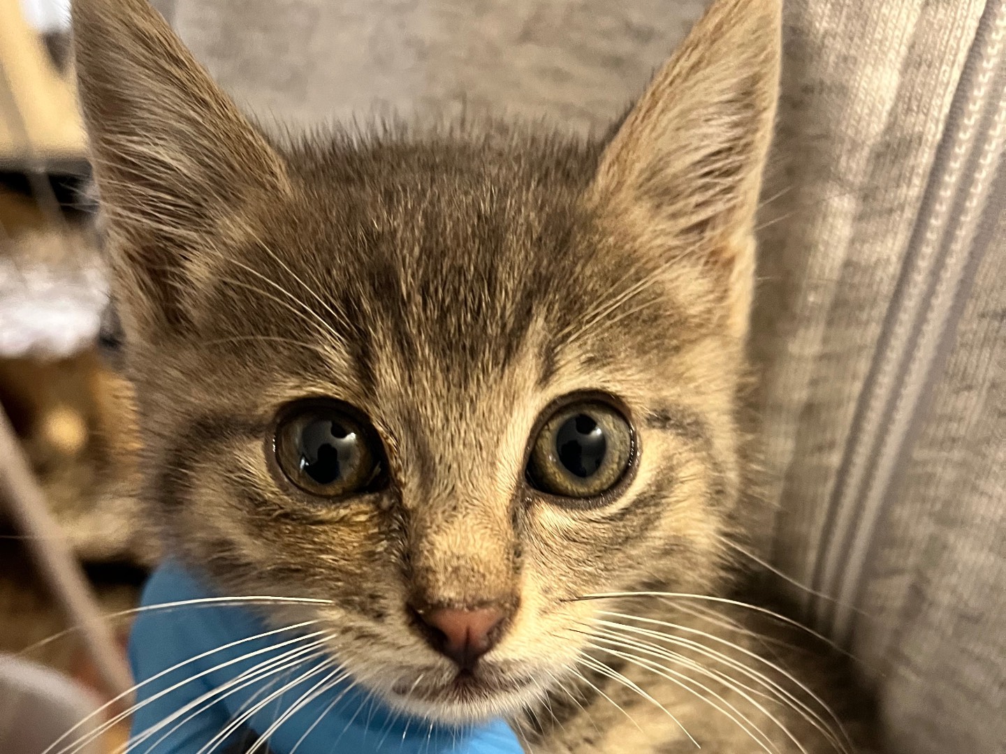 Adotta un gatto, taglia non valida, maschio, Padova